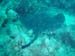 feathertail stingray 2.jpg